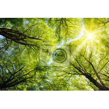 Фотообои для потолка с солнечным лесом