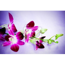 Фотообои с орхидеями