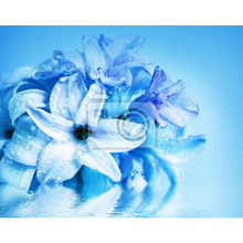 Фотообои с синими цветами гиацинта