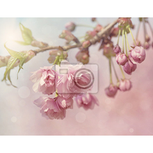 Фотообои с цветущей вишней
