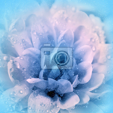 Фотообои с цветущей хризантемой