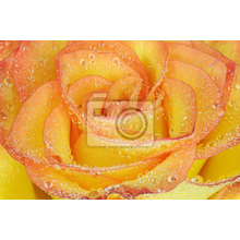 Фотообои с желтой розой с каплями (крупный план)