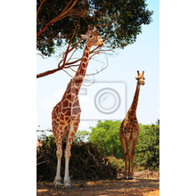 Фотообои с жирафами (фото)