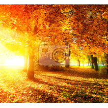 Фотообои с золотой осенью - Лесной пейзаж