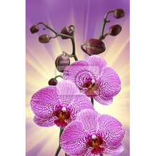 Фотообои на стену с фиолетовыми орхидеями