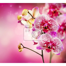 Фотообои на стену с орхидеями