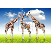 Фотообои на стену с жирафами