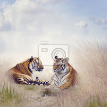 Фотообои - Тигры