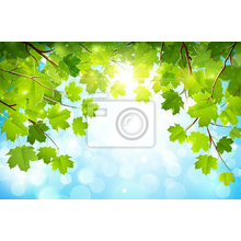 Фотообои с кленовыми листьями