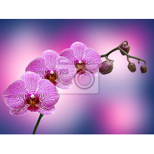 Фотообои на стену - Фон с орхидеями крупным планом