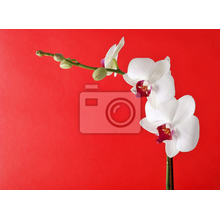Фотообои с орхидеей на красном фоне