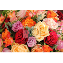 Фотообои с букетом разноцветных роз