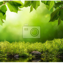 Фотообои с природой (фон, зелень)
