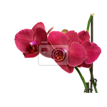 Фотообои с розовой орхидеей на белом фоне