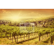 Фотообои на стену с пейзажем - виноградная долина
