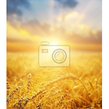 Фотообои с пейзажем пшеничного поля в солнечных лучах