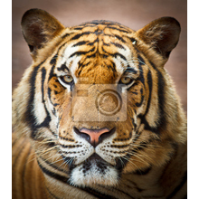Фотообои на стену с тигром