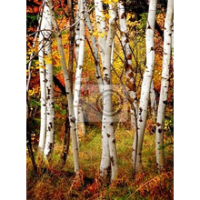 Фотообои с березами - Осенний пейзаж