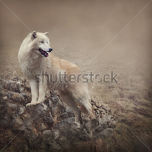 Фотообои с белым волком