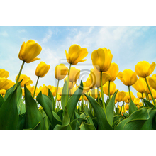 Фотообои - Поле красивых тюльпанов