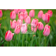 Фотообои с клумбами тюльпанов
