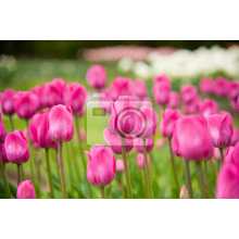 Фотообои - Пурпурные тюльпаны