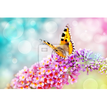 Яркие фотообои с бабочкой на цветке