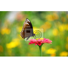 Фотообои - Бабочка на розовом цветочке