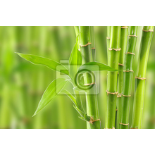 Фотообои - Зеленый бамбук