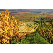Фотообои с осенними виноградниками (пейзаж)