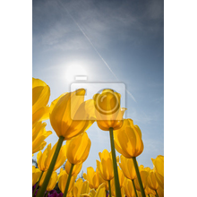 Фотообои с желтыми тюльпанами в солнечном свете