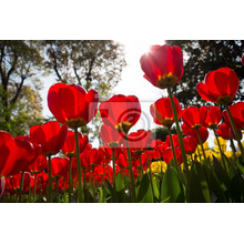 Фотообои - Красные тюльпаны в лесу