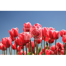 Фотообои - Розовые тюльпаны в солнечном свете