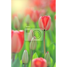 Фотообои - Тюльпаны крупным планом