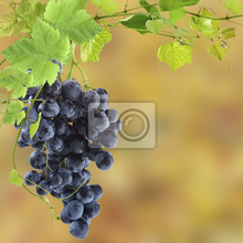 Фотообои с гроздью винограда