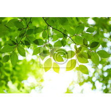 Фотообои с изображением зеленой листвы