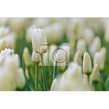 Фотообои на стену с полем белых тюльпанов весной