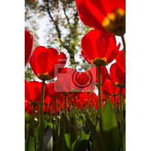 Фотообои - Поле красных тюльпанов в лесу