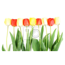 Фотообои - Красивые тюльпаны на белом
