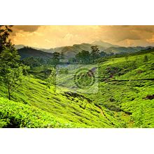 Фотообои на стену с чайной плантацией в горах (пейзаж)