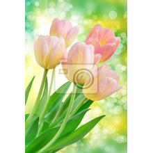 Фотообои - Красивые тюльпаны