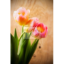 Фотообои с букетом прекрасных тюльпанов