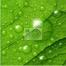 Фотообои на стену - Капли на зеленом листе