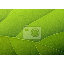 Фотообои с крупным зеленым листом