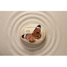 Фотообои в стиле дзен с бабочкой