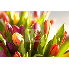 Фотообои - Букет свежих тюльпанов