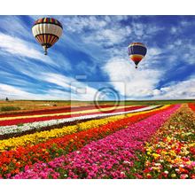 Фотообои с воздушными шарами над полем тюльпанов