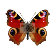 Фотообои с бабочкой - Павлиний глаз