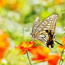 Фотообои - Бабочка на весеннем фоне