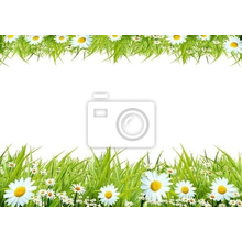 Фотообои - Белые ромашки на фоне зеленой травы